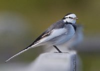   (Motacilla lugens)_3